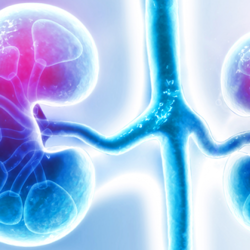 Print our Lupus and the Kidneys fact sheet