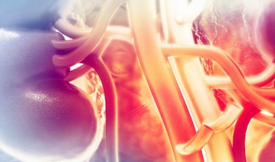 Lupus and the Kidneys